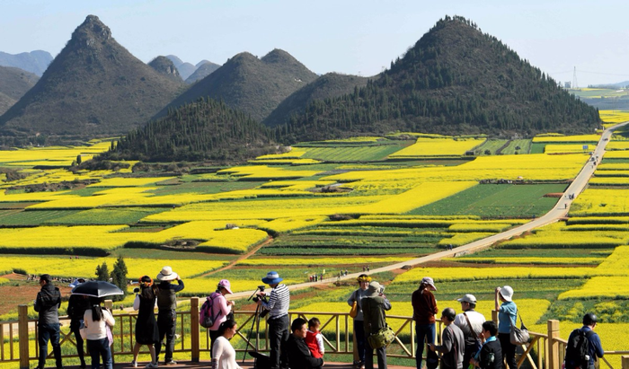 Mải mê ngắm ‘thiên đường’ hoa cải vàng đẹp đến nao lòng ở tỉnh Vân Nam, Trung Quốc